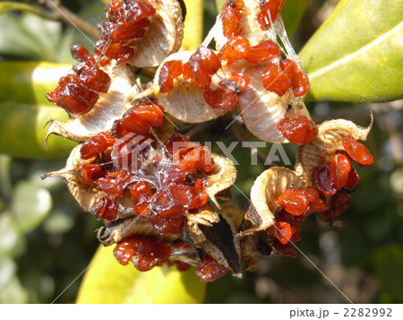はじけたモッコクの実の写真素材