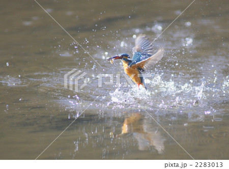 魚をくわえて水面を飛上がるカワセミ 魚をくわえて水面を飛上がるカワセミ 2283013