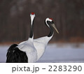 タンチョウ 2283290