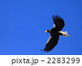 オオワシ 2283299