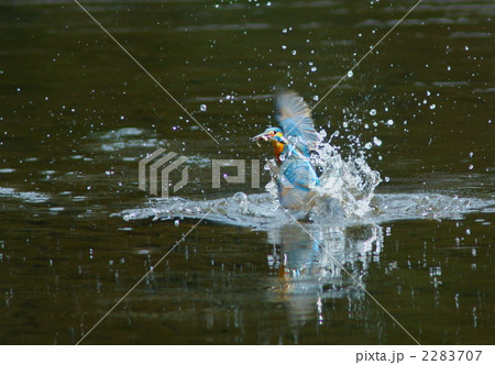 魚をくわえて水面を飛上がる瞬間のカワセミ 魚をくわえて水面を飛上がる瞬間のカワセミ 2283707