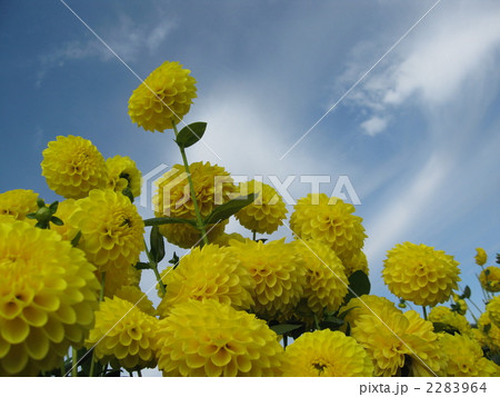 世羅高原の花 世羅高原の花 2283964