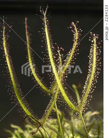 ドロセラ　ビナタ 2284133