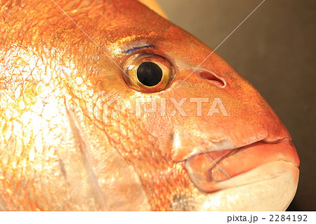 鯛の顔のアップの写真素材