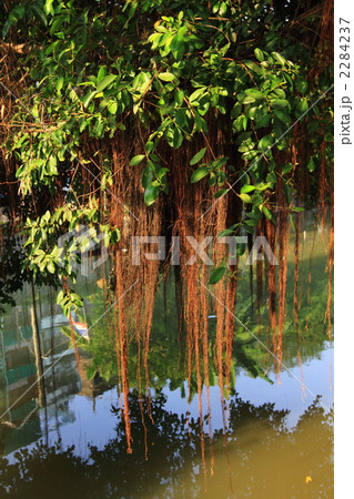 気根　バンコク　タイ王国　 2284237