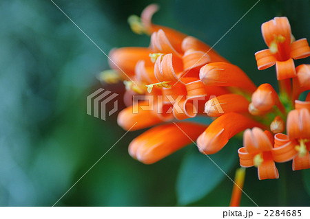 カエンカズラ 2284685