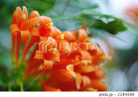 カエンカズラ 2284686