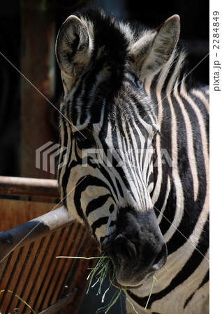 シマウマ 2284849