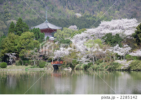 桜と大沢池 2285142