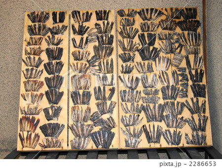 ふぐひれ ふぐひれ 2286653