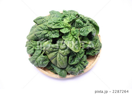 冬季限定ちぢみ法蓮草 2287264