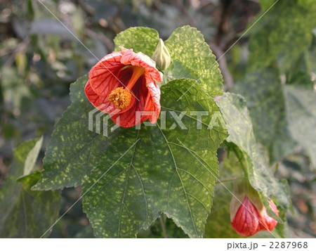 アブチロン （ショウジョウカ） 2287968