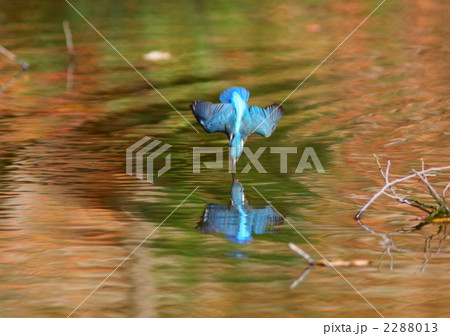 水中に飛込む瞬間のカワセミ 2288013