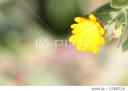 フユシラズ（ヒメキンセンカ） 2288224