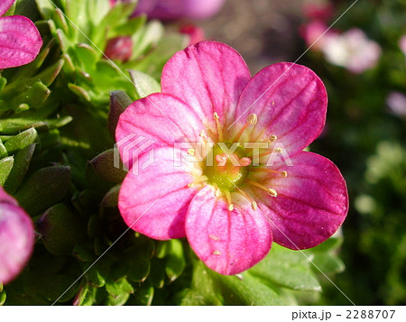 西洋クモマグサの花 西洋クモマグサの花 2288707