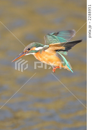 ホバリングするカワセミ 2288951