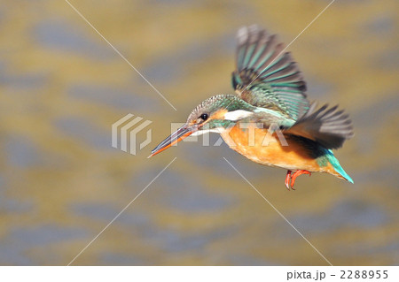 ホバリングするカワセミ 2288955