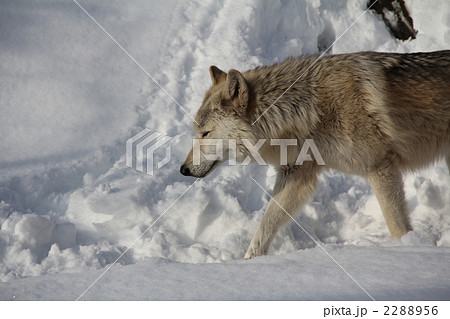 狼 2288956