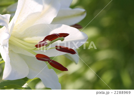 カサブランカ カサブランカ 2288969