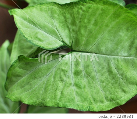 シンゴニウムの葉 2289931