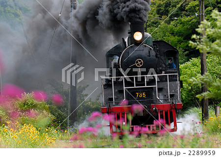 ムシトリナデシコと蒸気機関車 2289959
