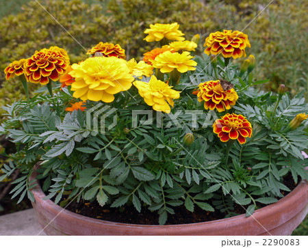 マリーゴールド 2290083