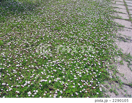 イワダレソウ 2290105