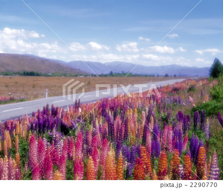 ルピナスの花 ルピナスの花 2290770