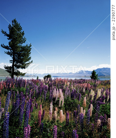 ルピナスの花 2290777