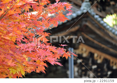 常楽寺 国宝三重の塔 紅葉 秋 常楽寺 国宝三重の塔 紅葉 秋 2291159