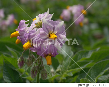 ジャガイモ・ベニアカリの花 2291240