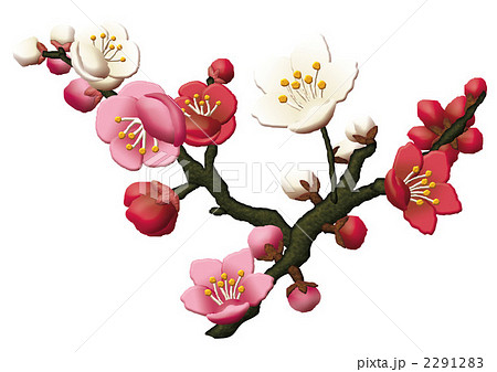 梅の花桃の花のイラスト素材
