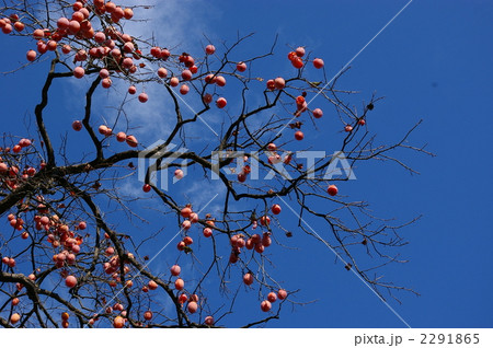 柿の木 2291865
