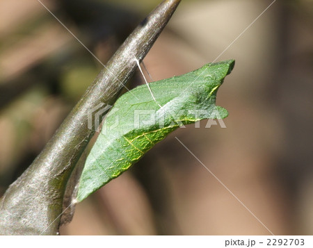 キアゲハの蛹 キアゲハの蛹 2292703