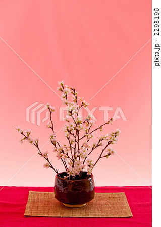 生け花 トウカイザクラ 東海桜の写真素材