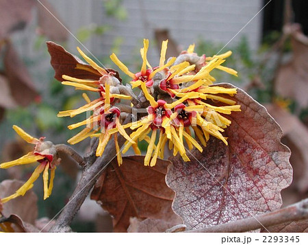 シナマンサクの花 シナマンサクの花 2293345