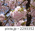 八重桜 2293352
