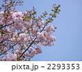 八重桜 2293353