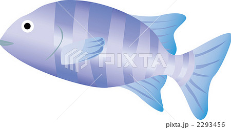 イシダイ 2293456