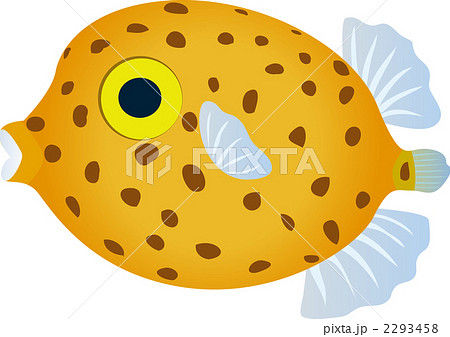 ミナミハコフグ 2293458