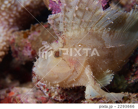 ハダカハオコゼ(白) ハダカハオコゼ(白) 2293666