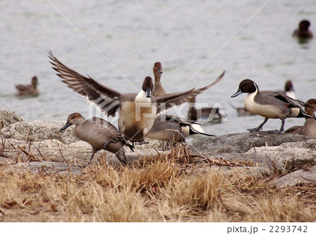 琵琶湖のカモ 2293742