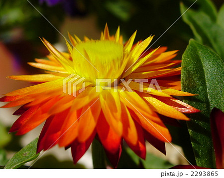 ヘリクリサムの花 2293865