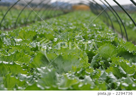 レタス 2294736