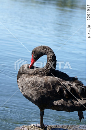 片足立ちが上手ですね 黒鳥くん 片足立ちが上手ですね 黒鳥くん 2294917