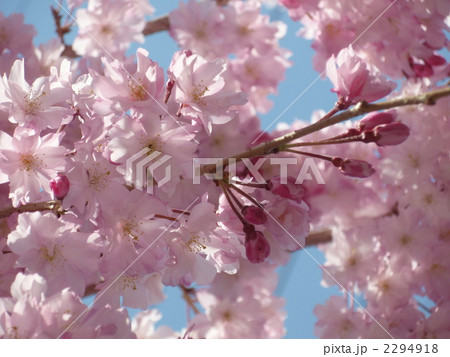 八重紅彼岸桜 八重紅彼岸桜 2294918