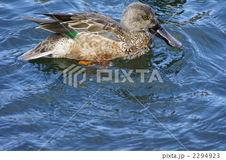 ハシビロガモ 嘴広鴨 幼鳥 ハシビロガモ 嘴広鴨 幼鳥 2294923