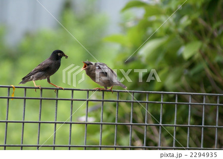 椋鳥の親子 2294935
