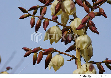 ゆっか 厚葉君が代蘭 ゆっか 厚葉君が代蘭 2294938