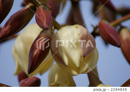 ゆっか 厚葉君が代蘭 ゆっか 厚葉君が代蘭 2294939